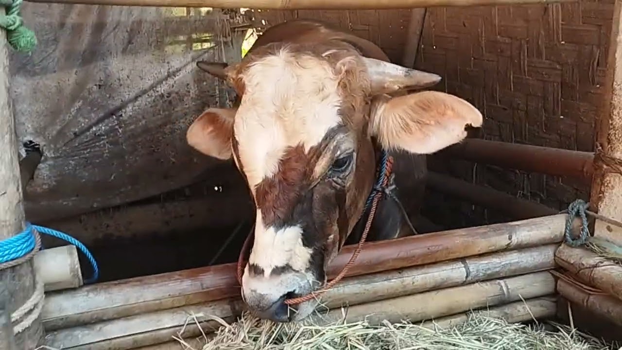 MENU SINGKONG??#sapi #sapigemuk #sobatngaret #ternak #cow #sapijumbo 