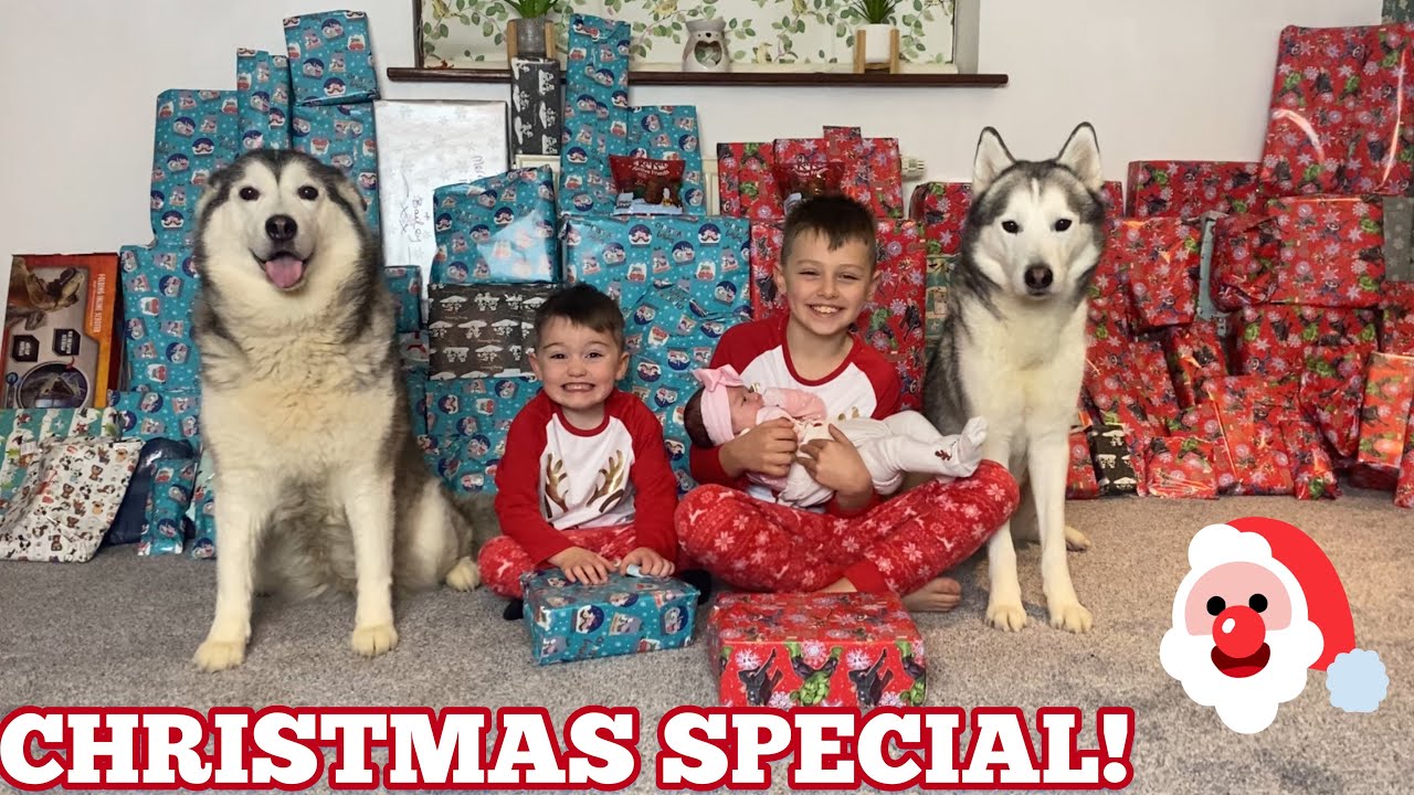 MERRY CHRISTMAS EVERYBODY!! DAISY 1ST CHRISTMAS!!