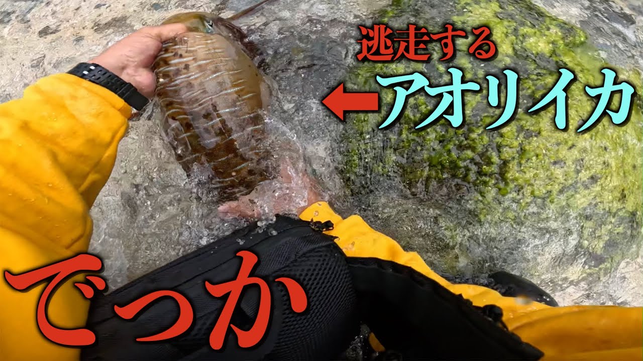 初心者がとんでもないサイズのアオリイカを釣っちゃった【沖縄エギング】