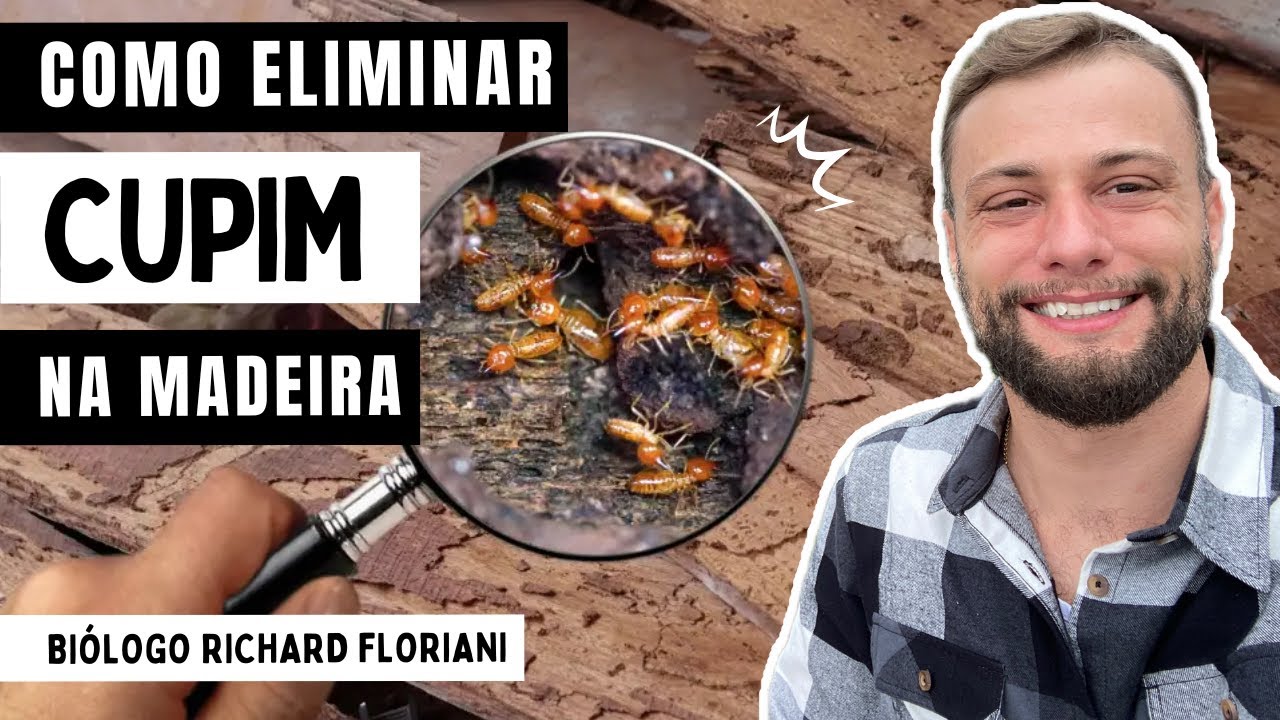 10 produtos para eliminar cupim de madeira seca em casa