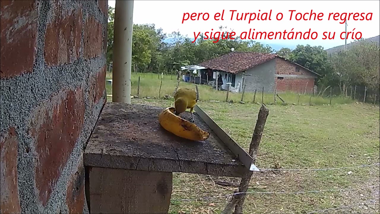 Toche y Turpial alimentan a sus críos