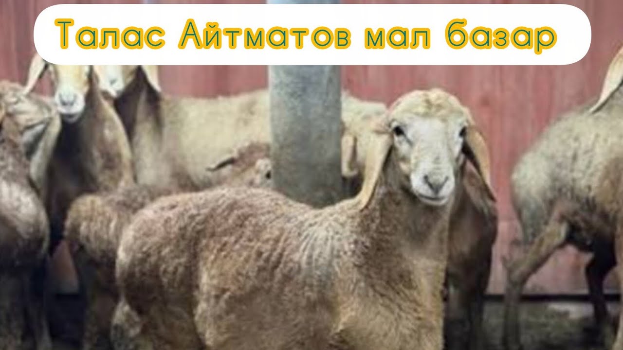 Козу, Кочкор, мал базар бааларын көрө аласыздар 