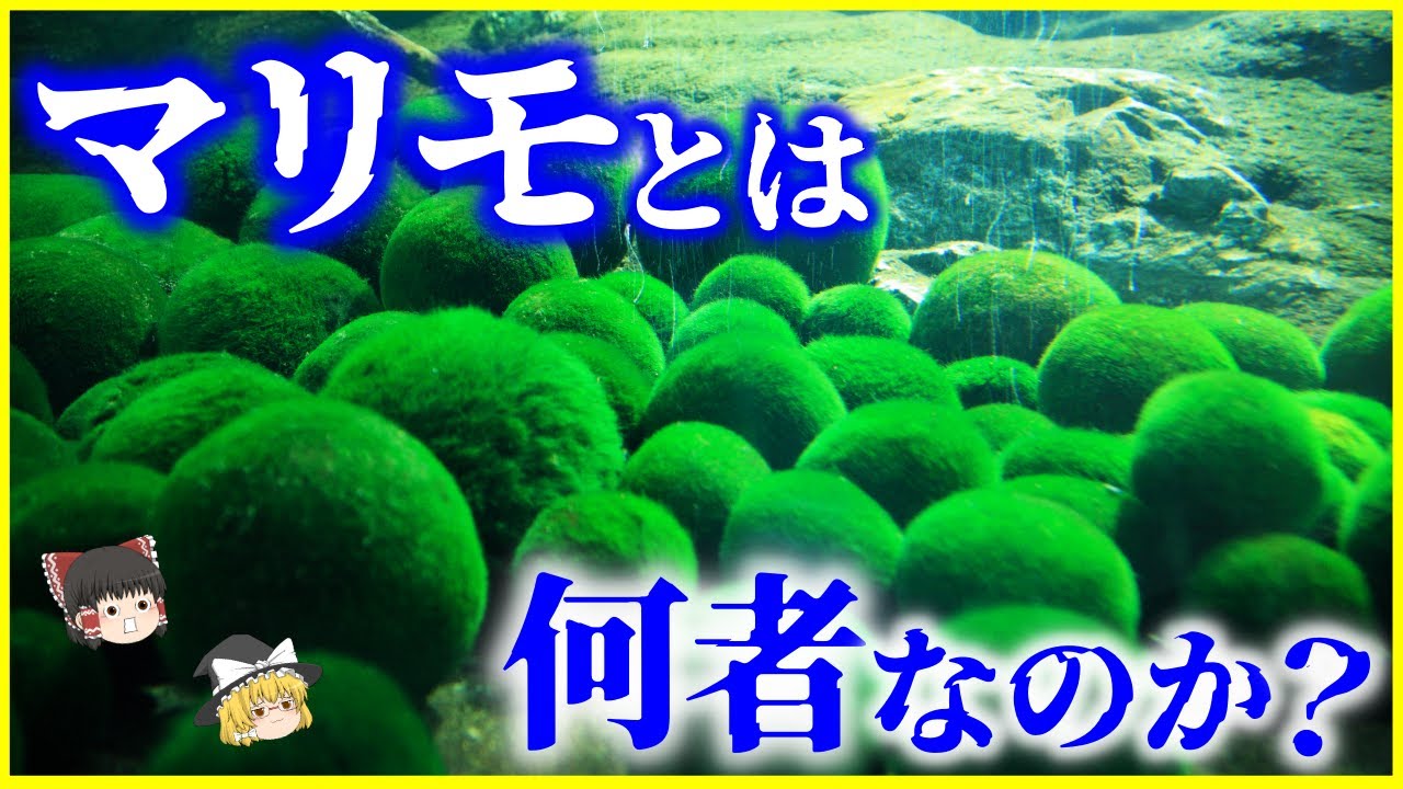 【ゆっくり解説】湖の化物&hellip;⁉️「マリモ」とは何者なのか？/何故丸くなる？天然と養殖の違いは？特別天然記念物「毬藻」の謎