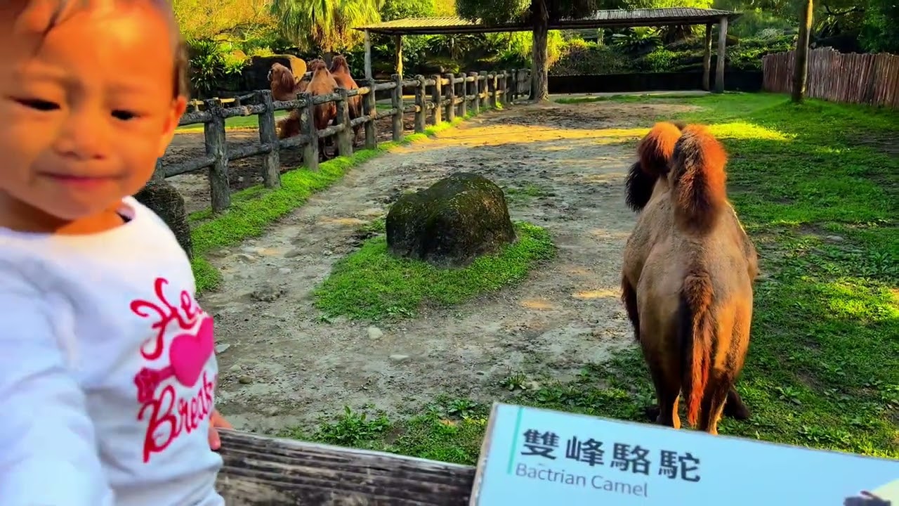 Part 5 | Taipei City Zoo & Maokong Gondola