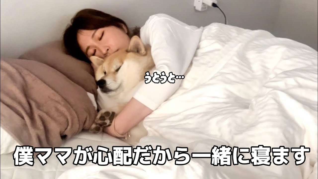 【頭痛で寝込むママに寄り添う柴犬が愛おし過ぎた】