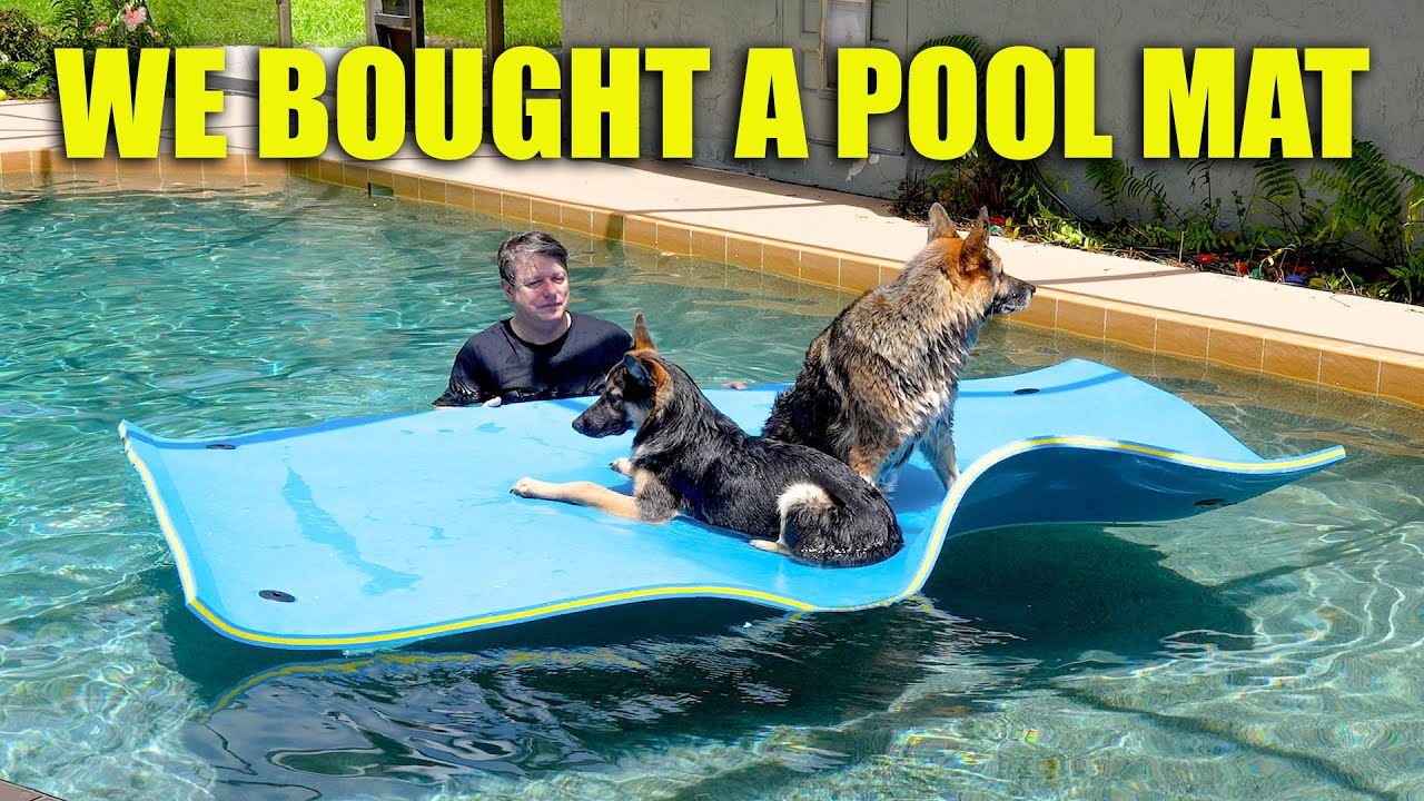 Dogs Playing on Pool Mat: A Dogs Life Video