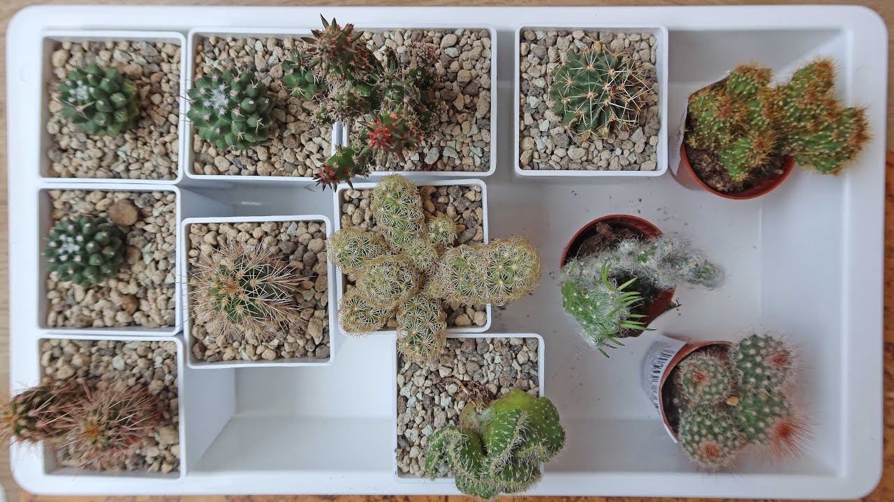 Новые КАКТУСЫ из МАГНИТА / КРИСТАТНЫЕ формы 🌵