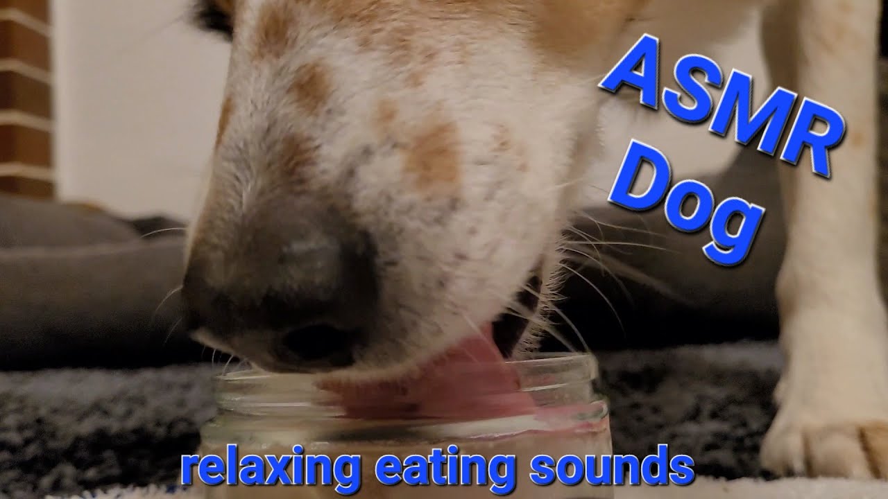 ASMR Dog licking frozen meat soup I relaxing, satisfying licking sounds, no talking I mukbang