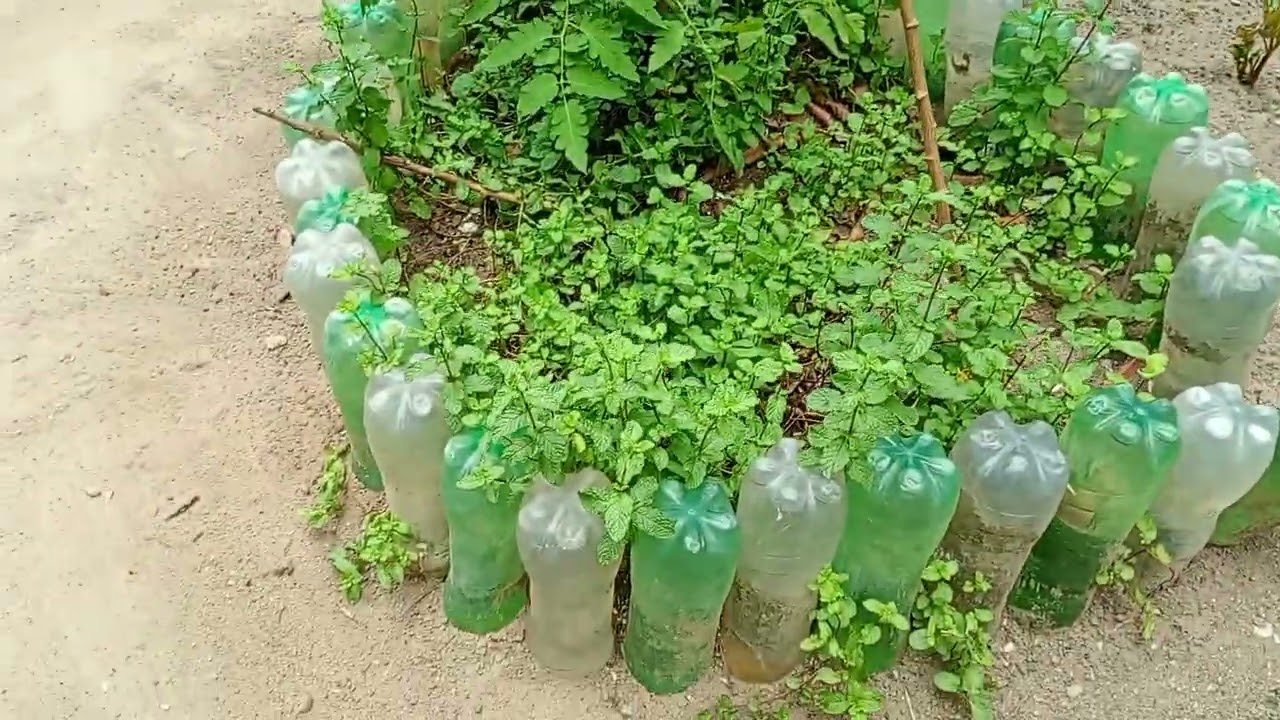 Mostrando as plantas no meu quintal 