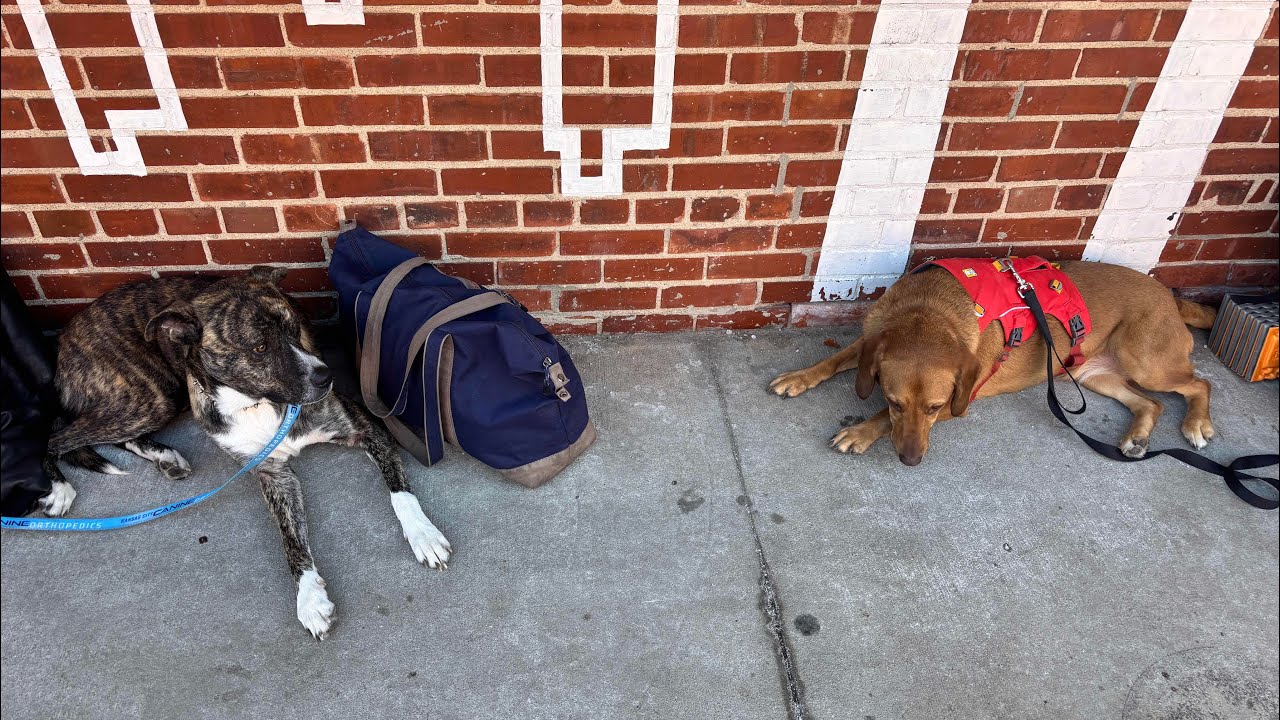 Homeless Again