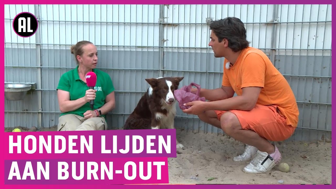 Corona-honden massaal gedumpt; asiel zit ramvol