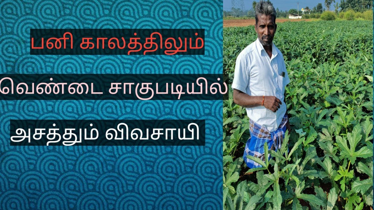 பனி காலத்தில் வெண்டை சாகுபடி செய்வது எப்படி|| winter session Bhendi cultivation in Tamil|| vivasayi