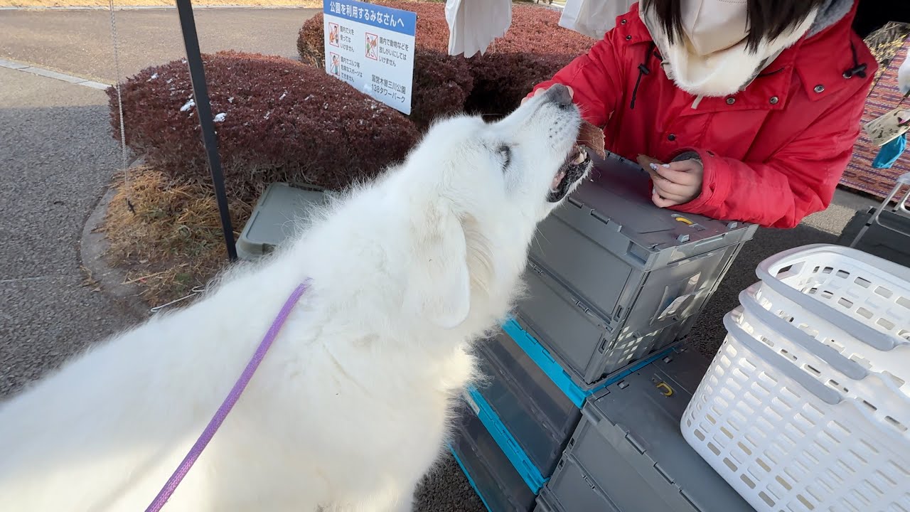 おやつの補充に近所で行われたイベントに行ってきました