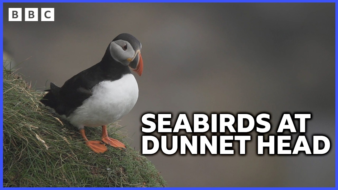 Spotting Puffins and Razorbills at Dunnet Head | Roaming in the Wild | BBC Scotland