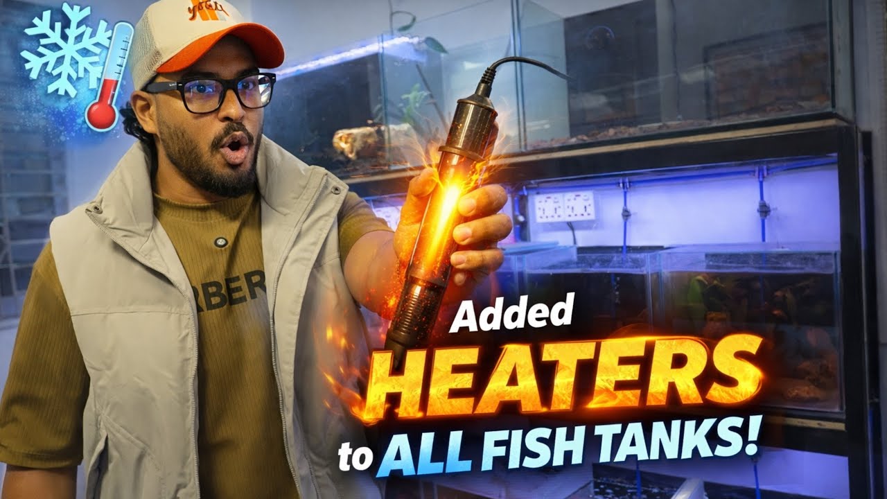 শীতে মাছ মারা যাবে না আর !🔥| Full Fish Tank Heater Setup | #iguanamanbd #fish #aquarium