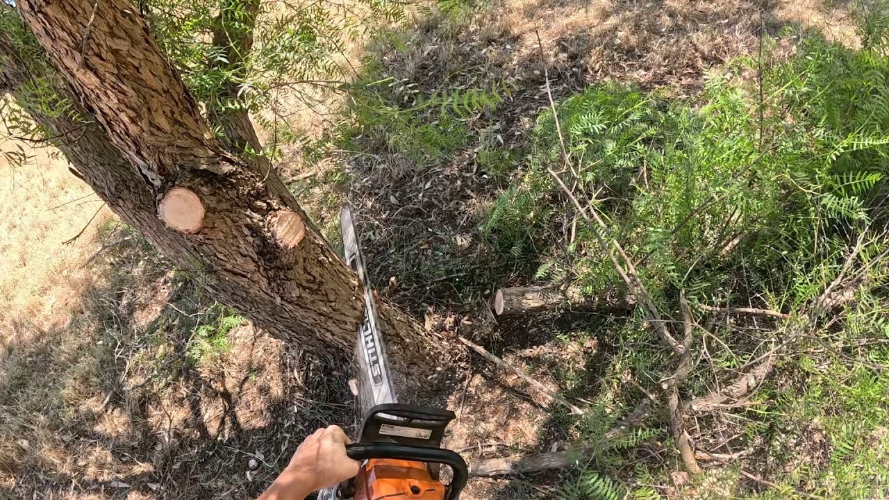 Removing ￼ peppercorn trees from a large yellow box with 661 