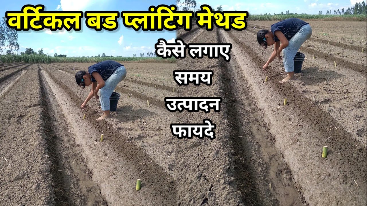 वर्टिकल बड प्लांटिंग मैथड | A to Z जानकारी | vertical bud planting of sugarcane