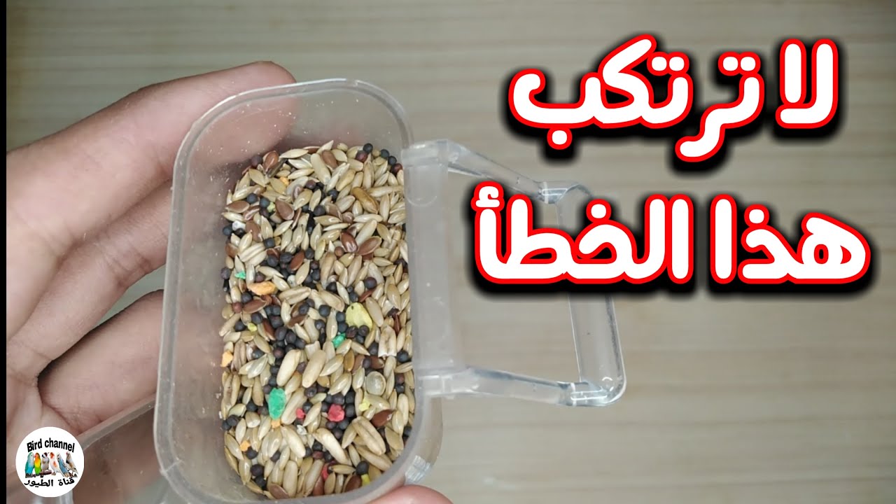 لا ترتكب هذا الخطأ عند تقديم البذور للكناري والحسون وكيف نغير البذور للحسون من الخليط إلى البراقة