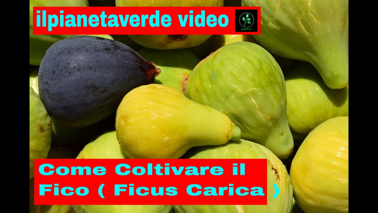 Come coltivare il Fico  ( Ficus Carica )