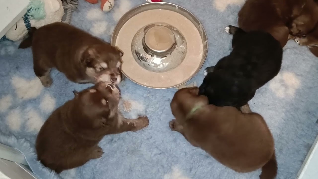 Finnische Lapphunde of Northern Lights F-Wurf 3 Wochen - auch fressen will gelernt sein
