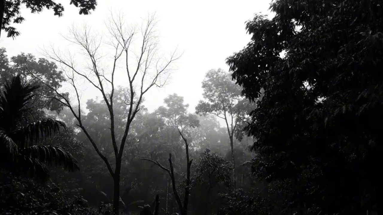 Thunderstorm Sounds with Heavy Rain in the Dark Forest for Better Sleep