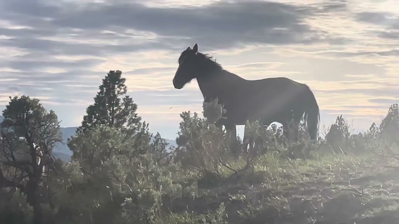 Favourite moment with this wild mare & foal