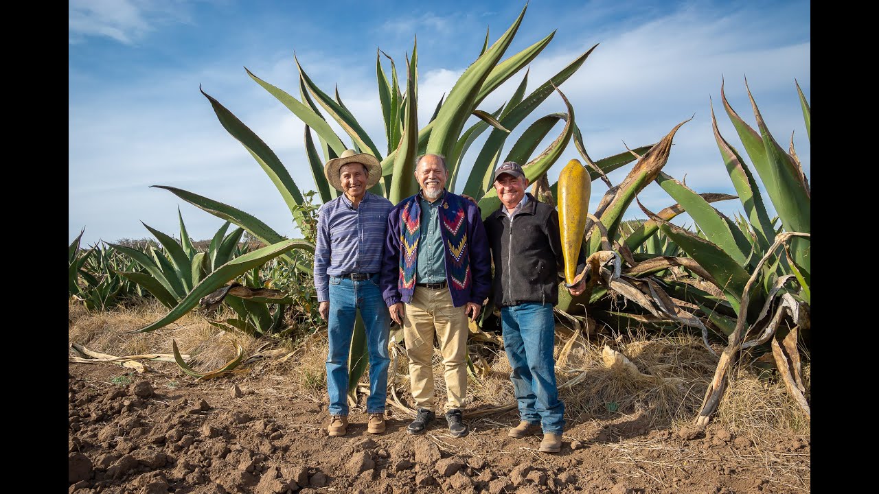 La Ra&iacute;z y la Memoria - Tlachiqueros, Pulque y Microbiota
