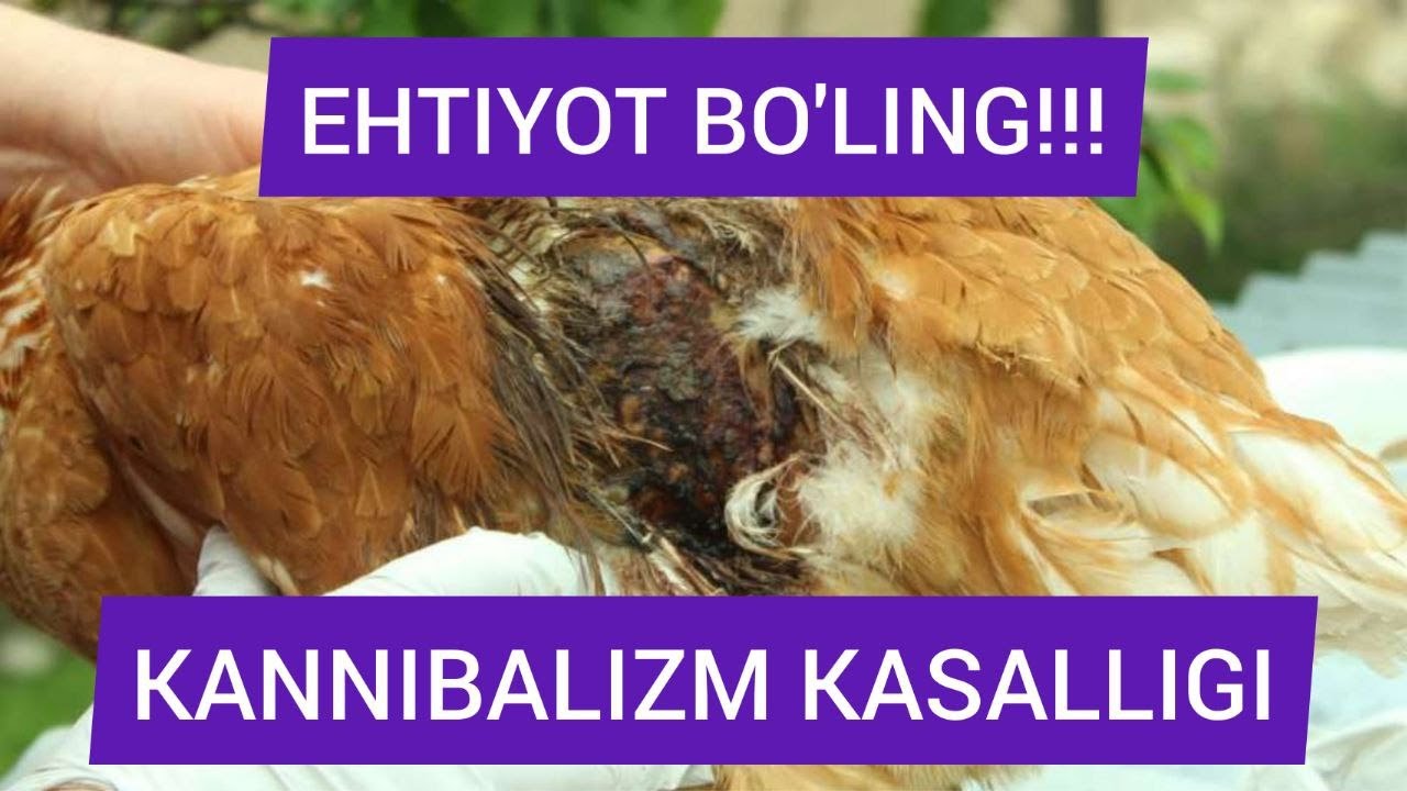 Parrandalar nima uchun bir-birini patini yeydi?