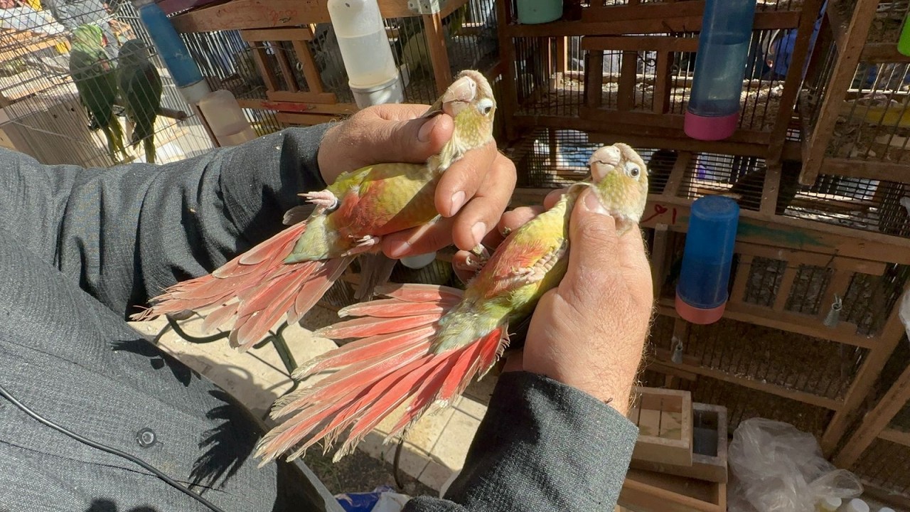 اسعار العصافير و الببغاوات من داخل سوق الجمعة _ من اول ٥٠ جنيه الفرد
