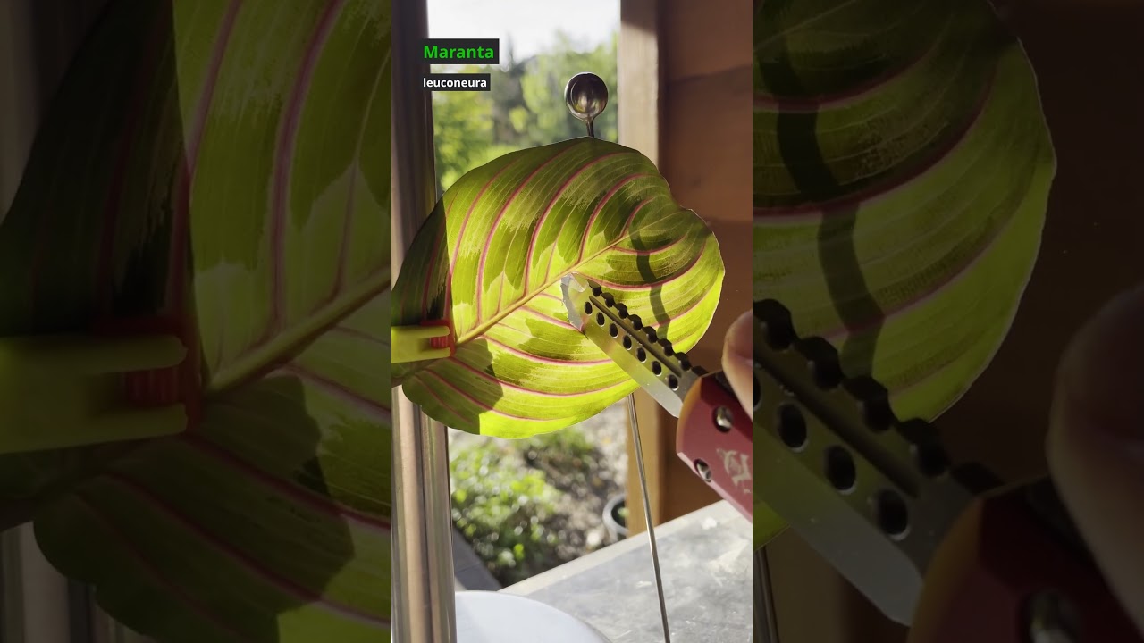 Which leaf beats the knife??? #shorts #asmr #plants #microtechknives #outdoors