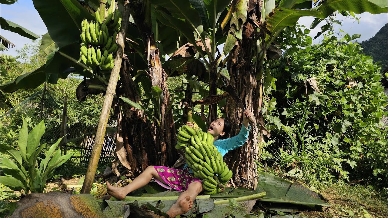 How a 17 year old girl harvests green bananas and ripens them to eat | Hoang Thi Mai
