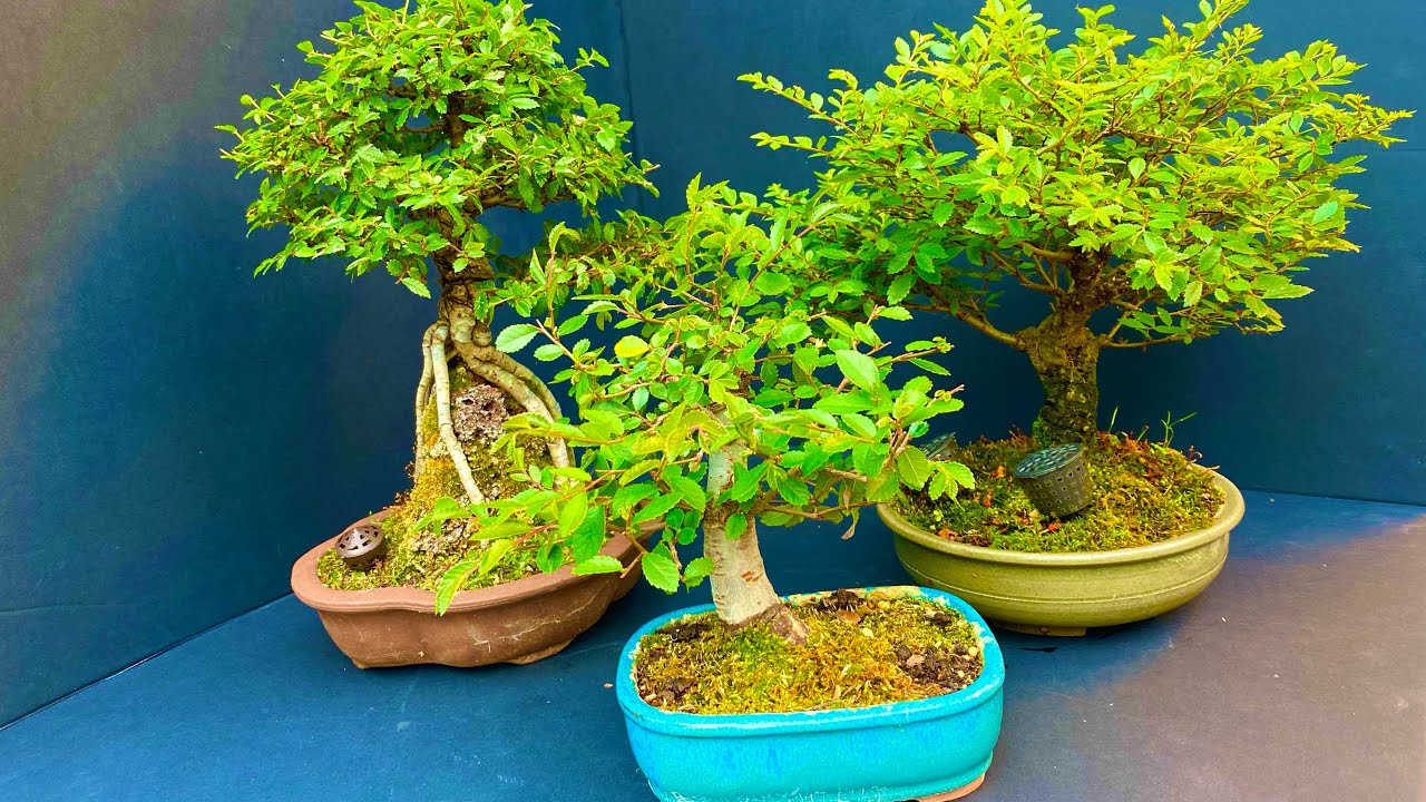 Summer Trimming Chinese Elm Bonsai