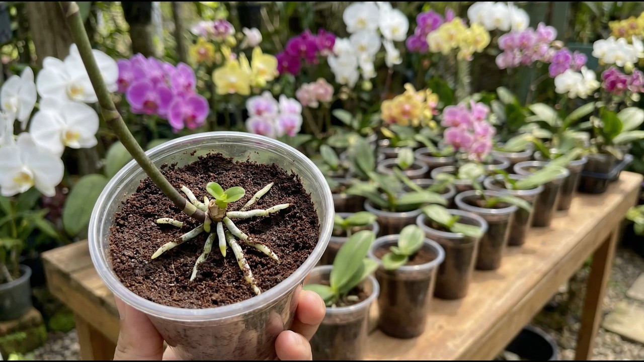 Just coffee! Orchid cuttings suddenly take root and sprout overnight.