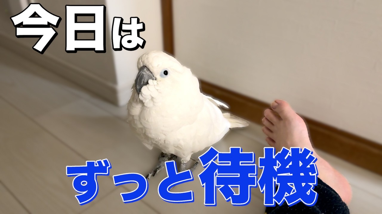 ゆきまる氏、今日は手に乗らない…と思った夜
