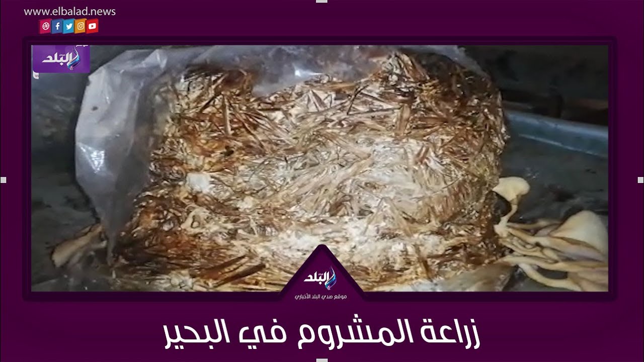 فلوس من الهواء  زراعة المشروم البلدي في البحيرة