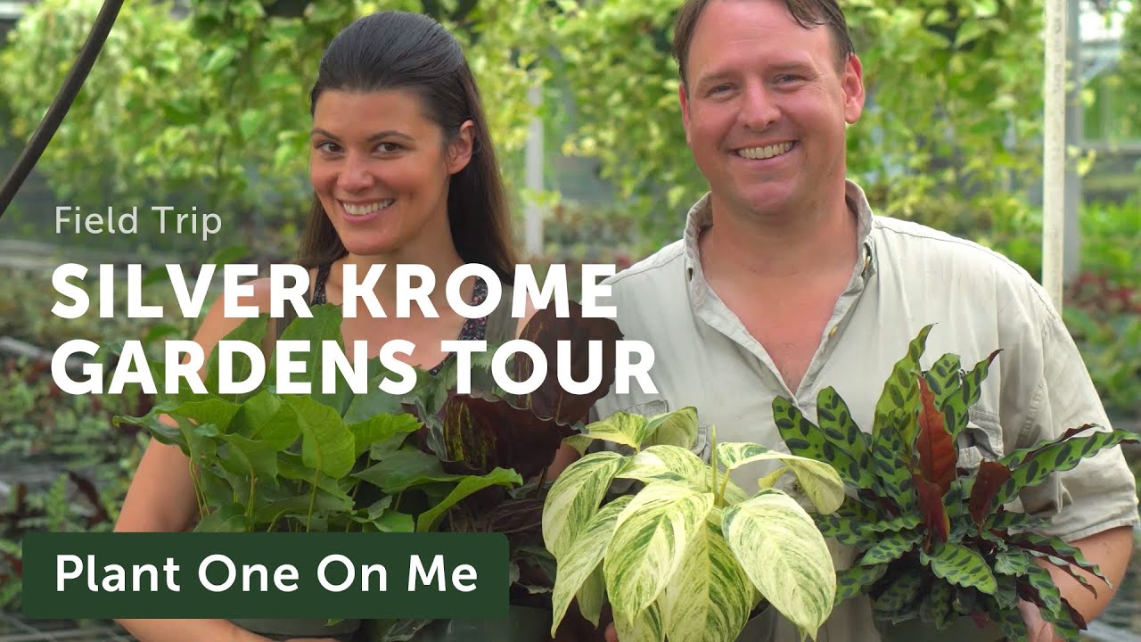 Silver Krome Greenhouse Tour: Aroids, Prayer Plants, and More! — Ep 166