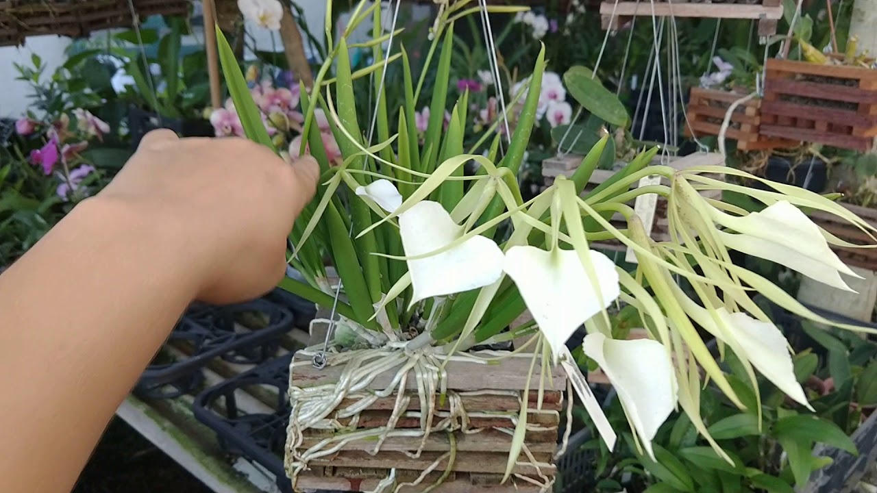 Brassavola nodosa