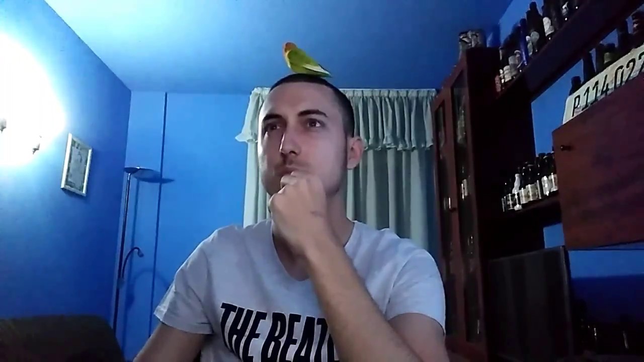Agapornis Lilianae cantando