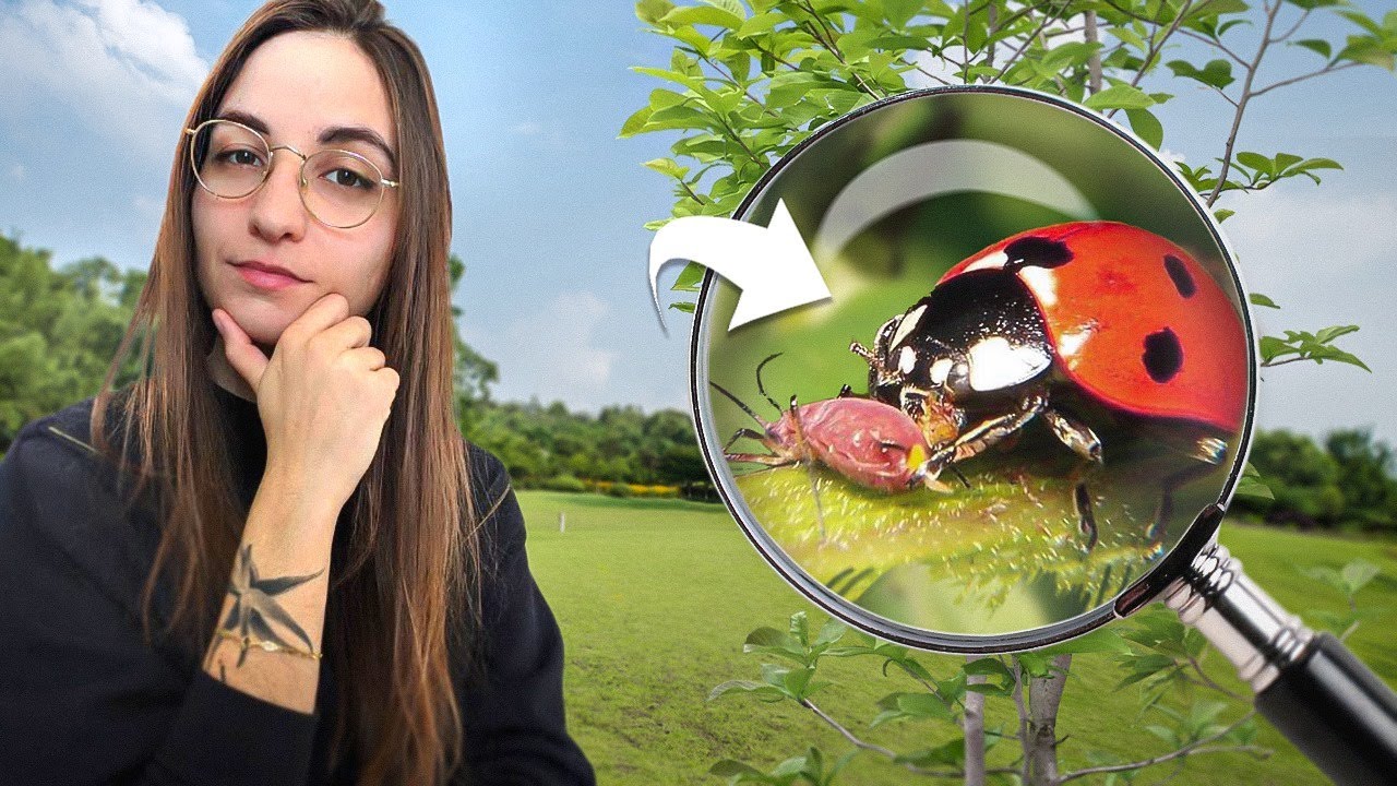 4 minutes pour comprendre LA COCCINELLE À 7 POINTS