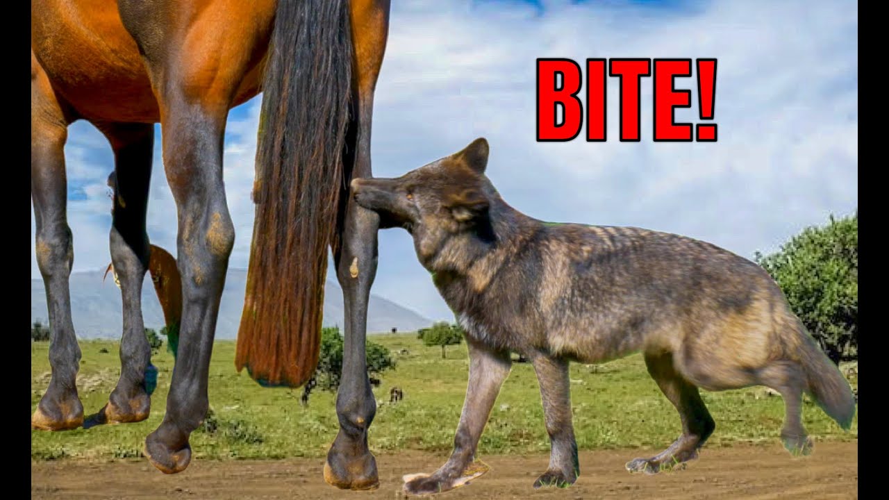 LIFE OF WOLFDOG EPISODE 5 / 5.5 Months old WOLFDOG PUPPY /The Ultimate Wolfdog guide / Animal Watch