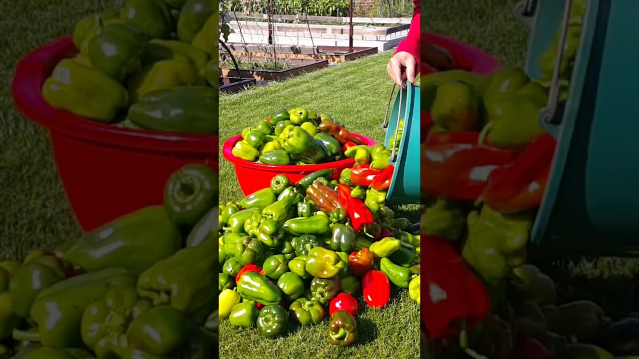 Небольшой урожай перца. #harvestgarden