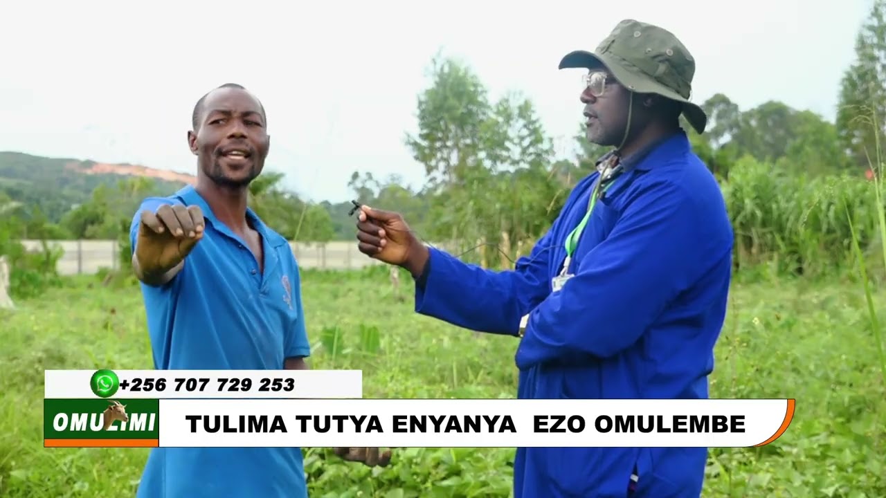 TOMATO THE BACK BONE BUSINESS IN UGANDA