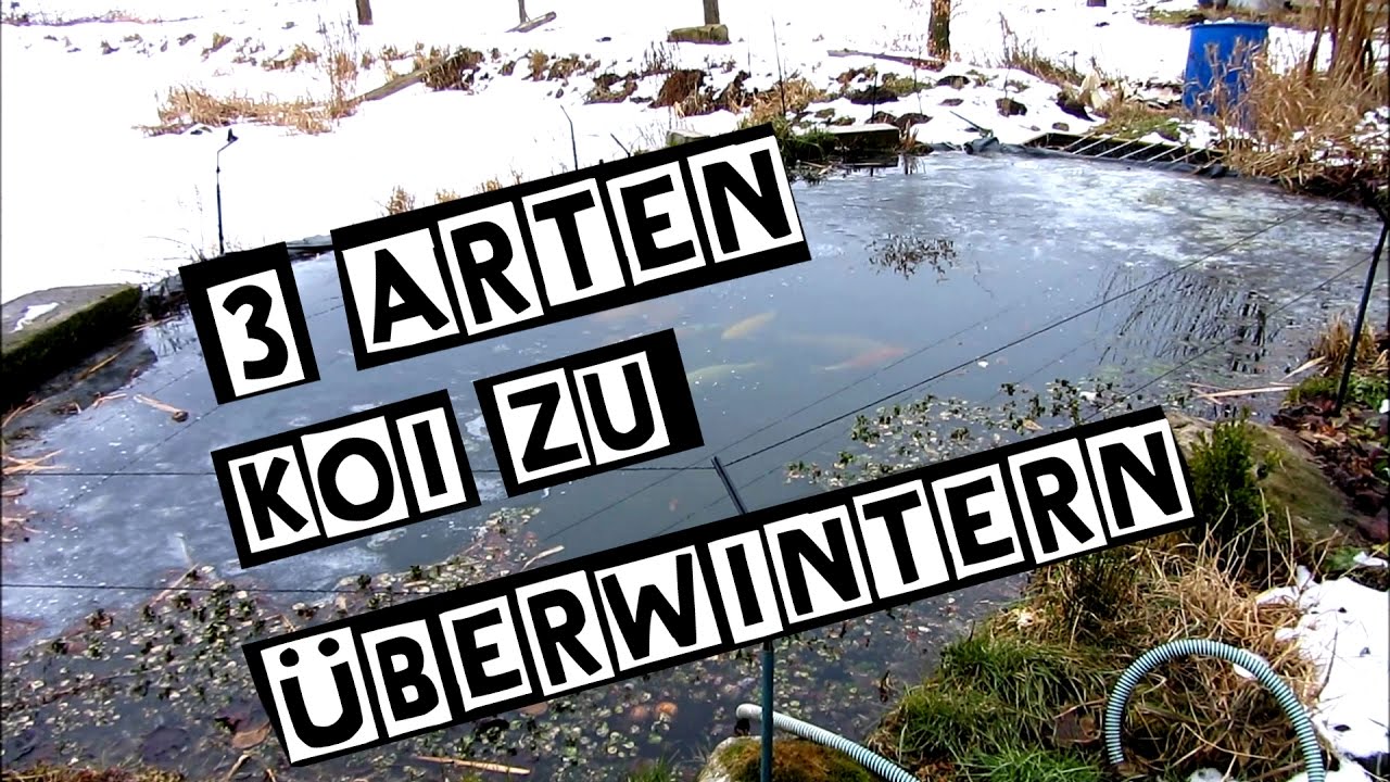 So überwintere ich meine Fische