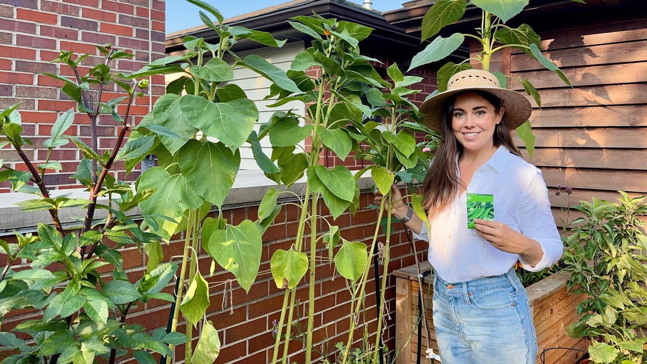 Growing Peas In Containers Using Sunflowers As A Trellis! 🫛🌻