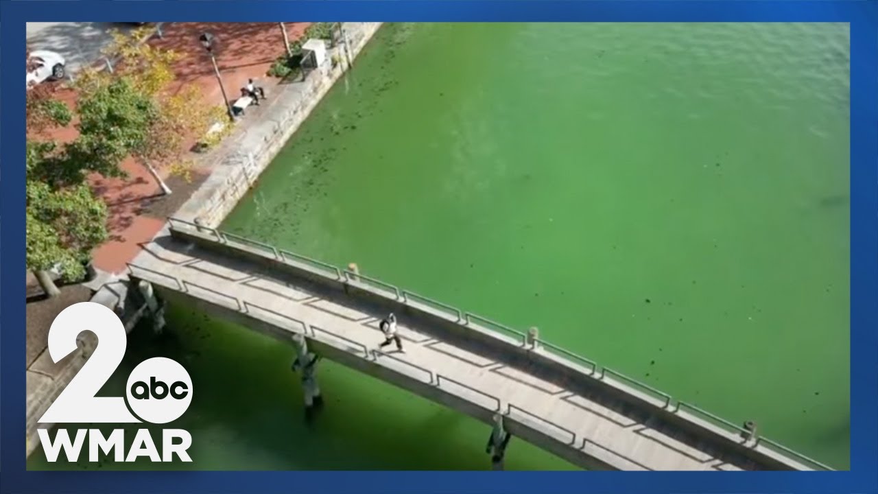 Foul-smelling 'pistachio tide' takes over Baltimore's Inner Harbor