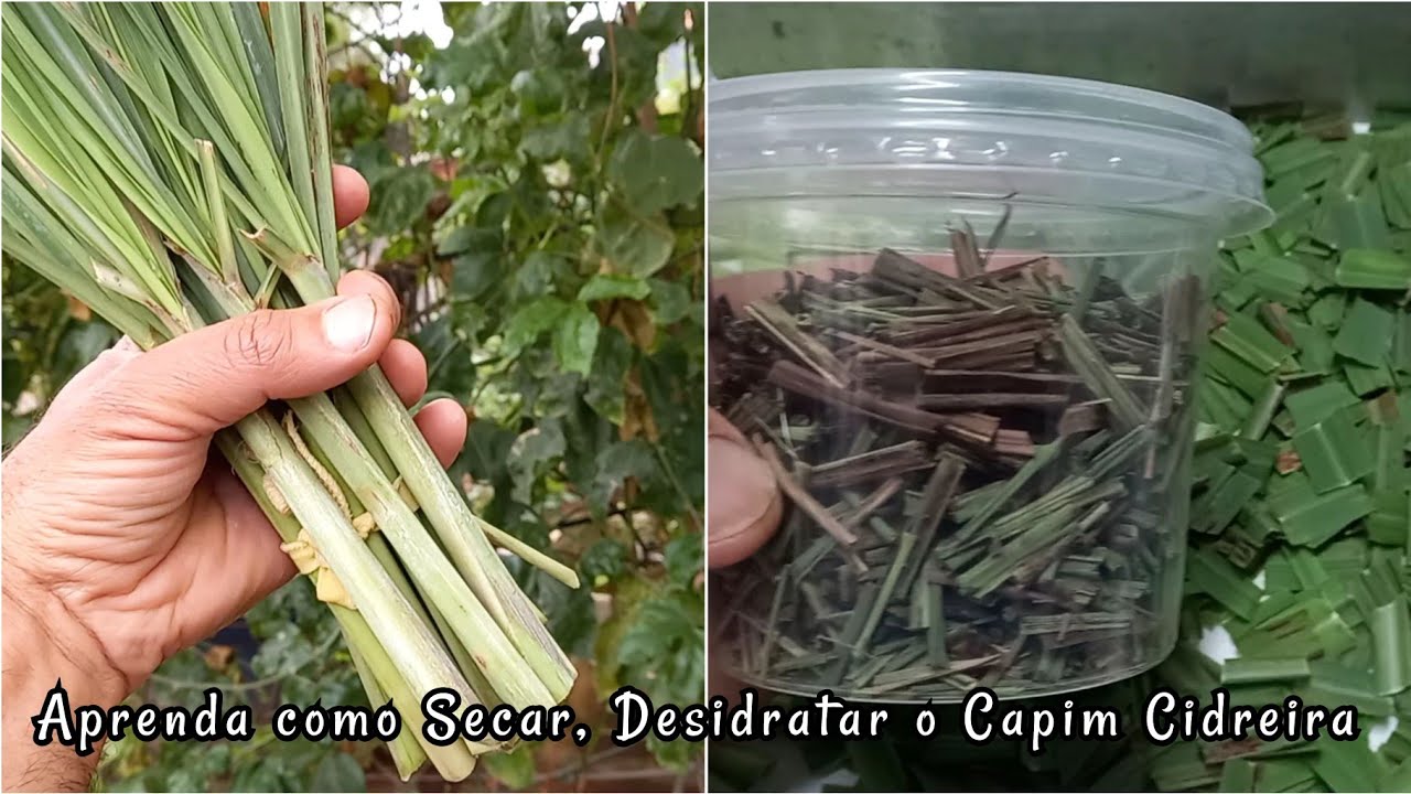 Aprenda a Secar, Desidratar Ervas Aromáticas e Medicinais - Capim Cidreira