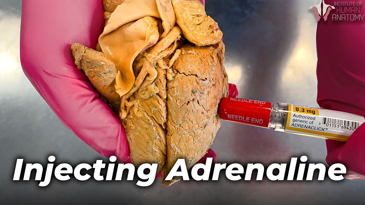 What Adrenaline REALLY Does to Your Body
