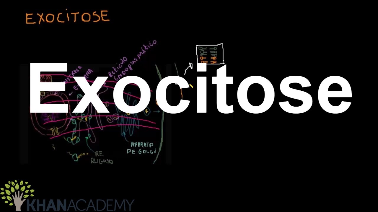 Exocitose | Membranas e transportes | Biologia | Khan Academy