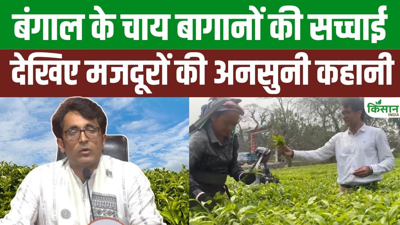 Bengal Tea Story | चाय का हजारों-करोड़ का कारोबार, मजदूरों की अनसुनी कहानी-मजदूरों का संघर्ष