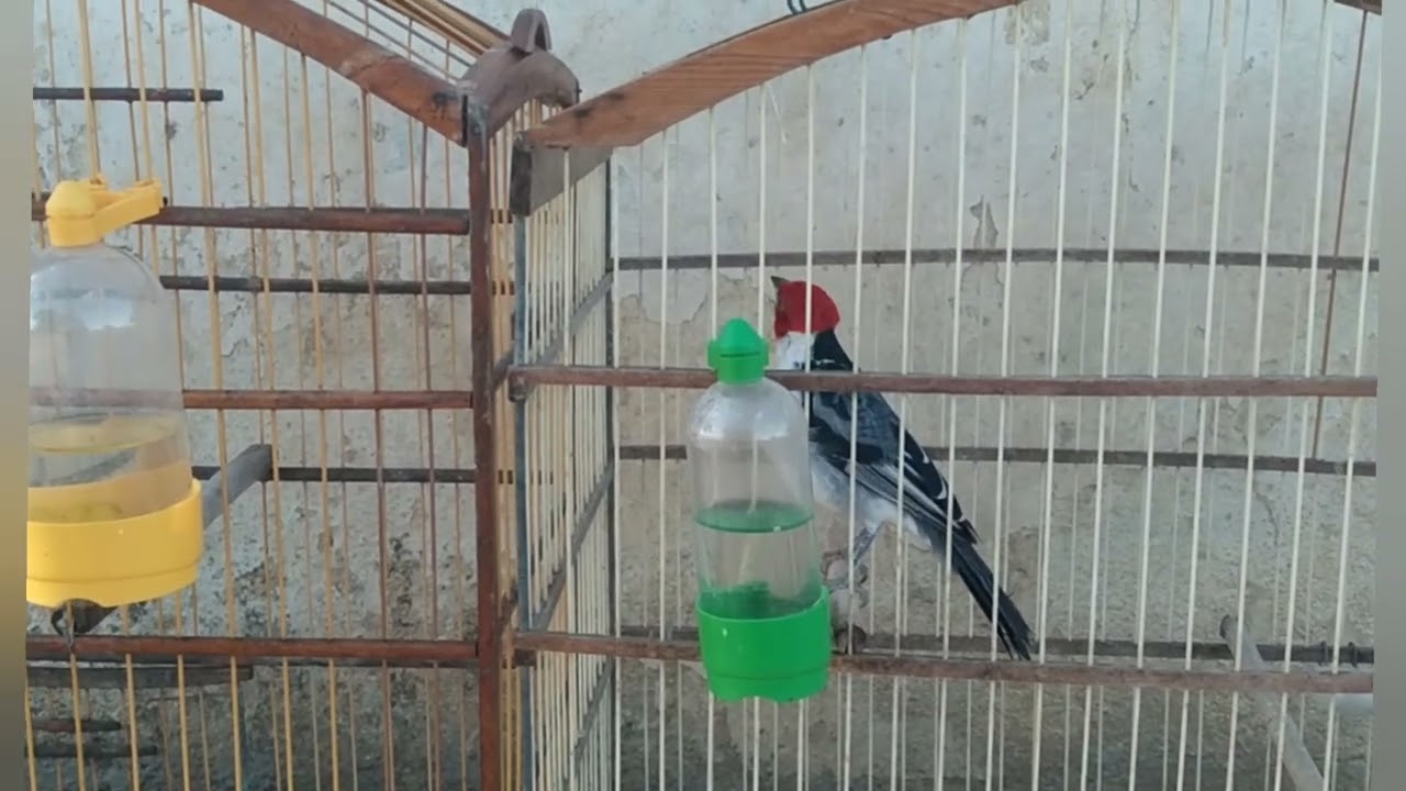 Valor dos pássaros silvestres na minha região!